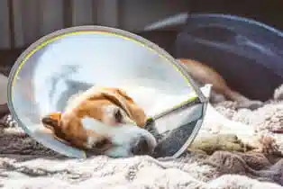 خدمات دامپزشکی