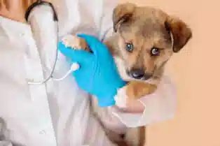 veterinary