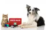pet-emergency