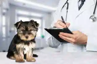 صدور گواهی سلامت حیوان خانگی