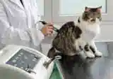 pet-lab