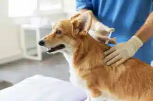 dog-vaccination
