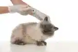 cat-vaccination