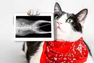 pet-imaging