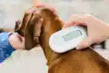 pet-microchip