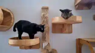 cat-boarding