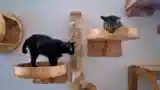 cat-boarding