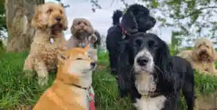 خدمات نگهداری از حیوانات