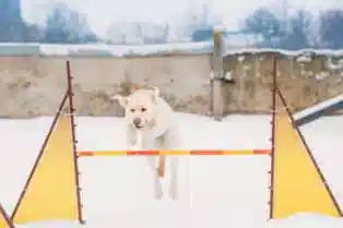 مربی تربیت سگ